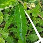 Hippobroma longiflora Folha