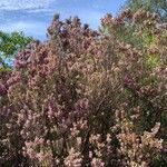 Erica australis Flor