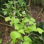 Erythrina flabelliformis Лист