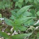 Lysimachia quadrifolia Leaf