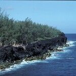 Casuarina equisetifolia Natur