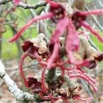 Hamamelis virginiana Λουλούδι