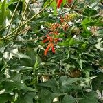 Erythrina humeana Floare