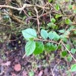 Cotoneaster simonsii Folha