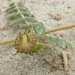 Tribulus terrestris Frucht