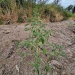 Amaranthus albus Vekstform