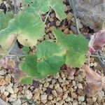 Pelargonium caylae Hoja