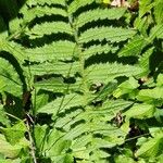 Cirsium erisithales Leaf