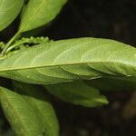 Tetrorchidium rotundatum Leaf