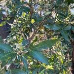 Ceratopetalum gummiferum Hoja