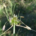 Allium oleraceum Blomma