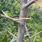 Commiphora madagascariensis Bark