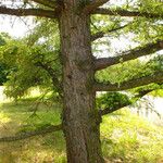 Larix kaempferi Hábito