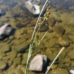 Juncus compressus Frukto