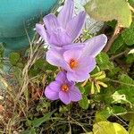 Crocus sativus Blüte