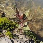 Lycopus uniflorus Leaf