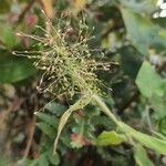 Eragrostis unioloides फूल