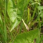 Convolvulus sepium Feuille