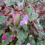 Begonia grandisFlower