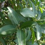 Alyxia spicata Лист