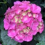 Hydrangea spp.Flor