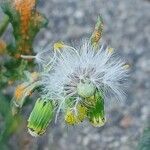 Senecio vulgaris 果實