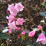 Rhododendron williamsianum 花