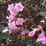 Rhododendron williamsianum Flower