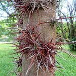 Gleditsia japonica Rusca