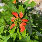 Euphorbia heterophylla Floare