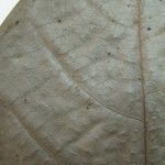 Cremastosperma brevipes Otro