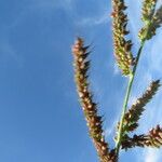 Echinochloa crus-galli Flower