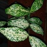 Dracaena surculosa 葉