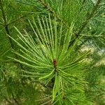 Pinus bungeana Feuille