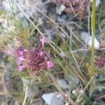 Thymus longiflorus Flower