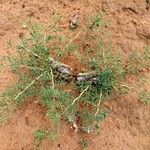 Tribulus terrestris Хабит