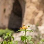 Lantana camaraFlor