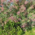 Tamarix ramosissima Цветок