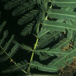 Mimosa pigra Leaf