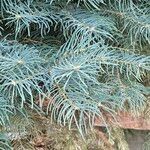 Abies concolor Leaf