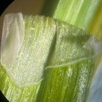 Carex diandra Egyéb