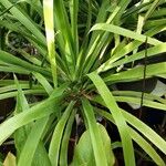 Dracaena draco Feuille