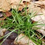 Poa annua 葉