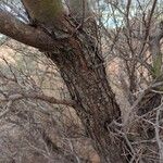 Acacia cuspidifolia Corteza