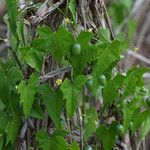 Melothria pendula Habit