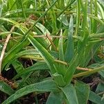 Bulbine frutescens Plante entière