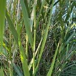 Phragmites karka ഇല