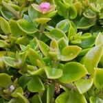 Mesembryanthemum cordifolium Blodyn