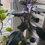 Plectranthus parviflorus Blad