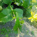 Silphium perfoliatum Çiçek